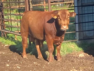 cattle listing photo