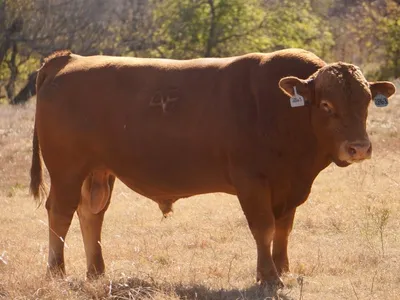 cattle listing photo