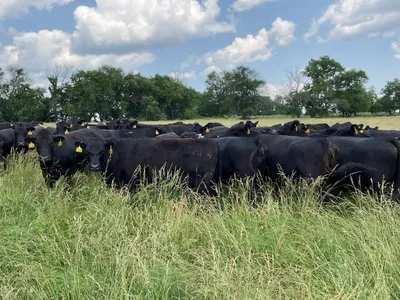 cattle listing photo