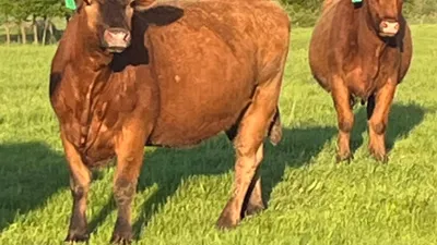 cattle listing photo