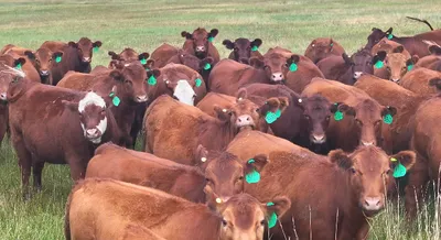 cattle listing photo