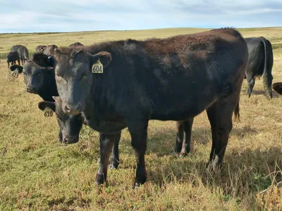 cattle listing photo