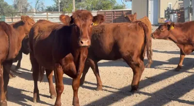 cattle listing photo