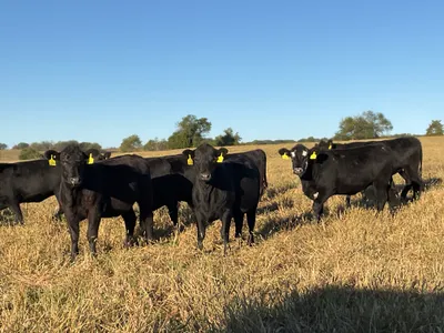 cattle listing photo