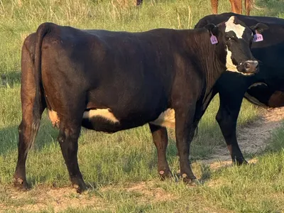 cattle listing photo