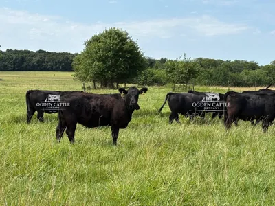 cattle listing photo