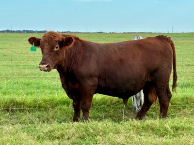cattle listing photo