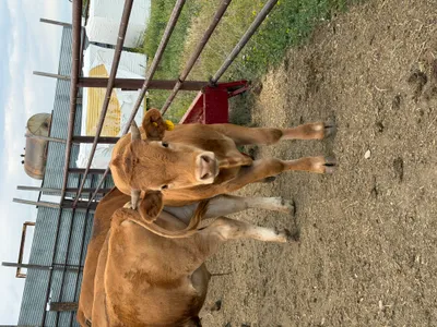 cattle listing photo