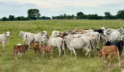 cattle listing photo
