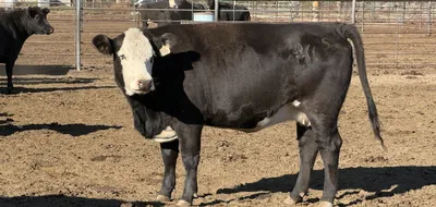 cattle listing photo