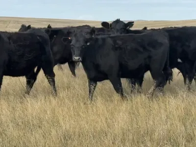 cattle listing photo