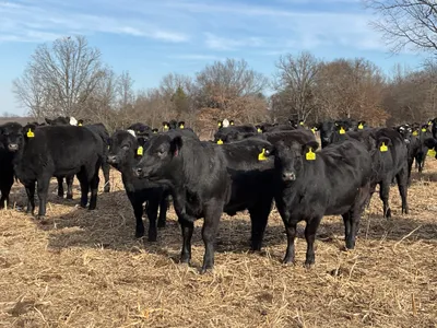 cattle listing photo