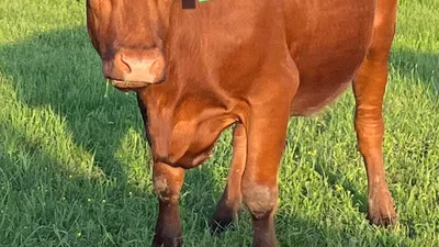 cattle listing photo