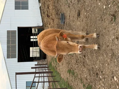 cattle listing photo