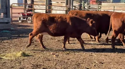 cattle listing photo