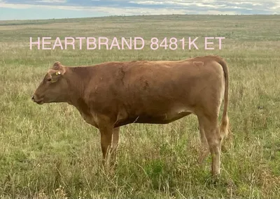 cattle listing photo