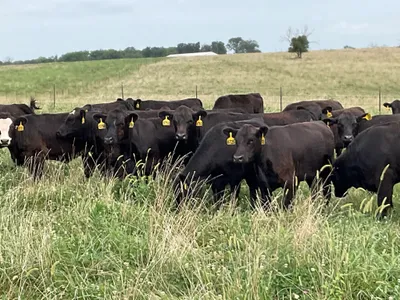 cattle listing photo