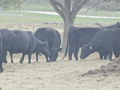 cattle listing photo