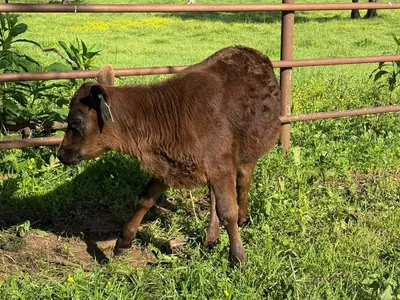 cattle listing photo