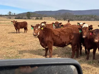 cattle listing photo