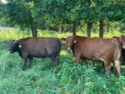 cattle listing photo