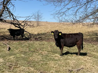 cattle listing photo