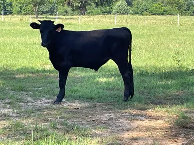 cattle listing photo