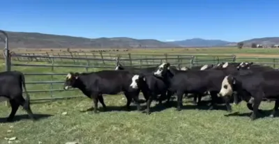 cattle listing photo