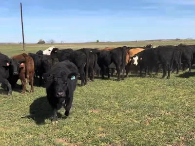 cattle listing photo