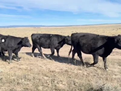 cattle listing photo