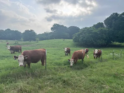cattle listing photo