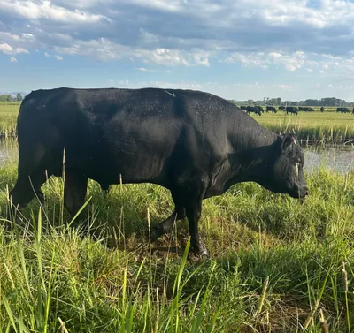 cattle listing photo