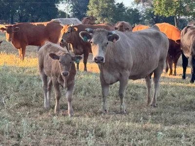 cattle listing photo