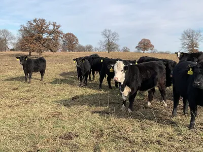 cattle listing photo