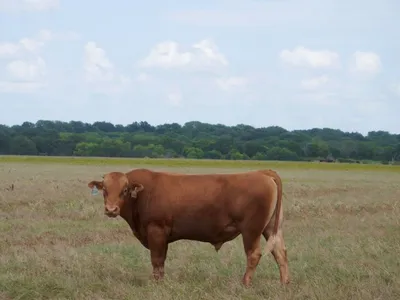 cattle listing photo