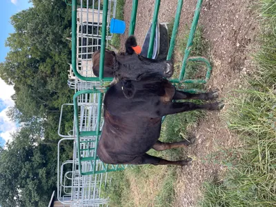 cattle listing photo