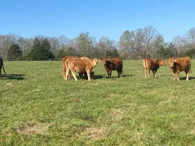 cattle listing photo
