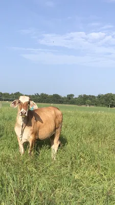 cattle listing photo