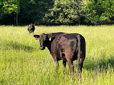 cattle listing photo