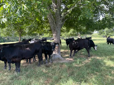 cattle listing photo