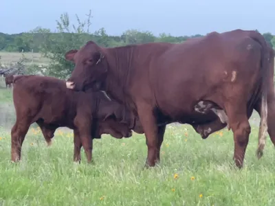 cattle listing photo