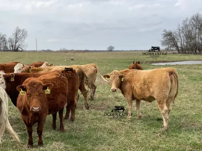 cattle listing photo