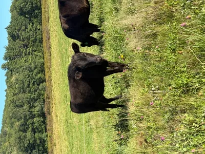cattle listing photo