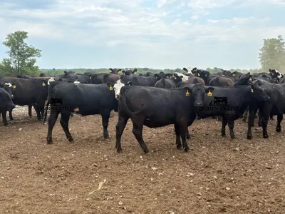 cattle listing photo