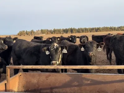 cattle listing photo