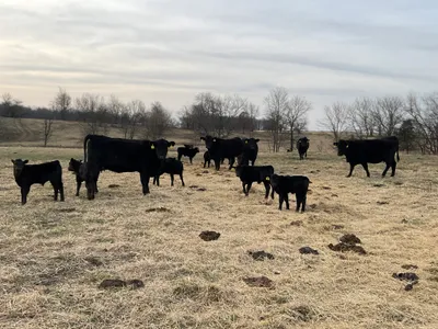 cattle listing photo