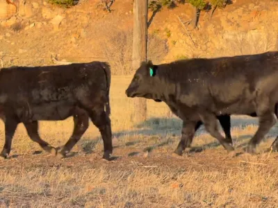 cattle listing photo