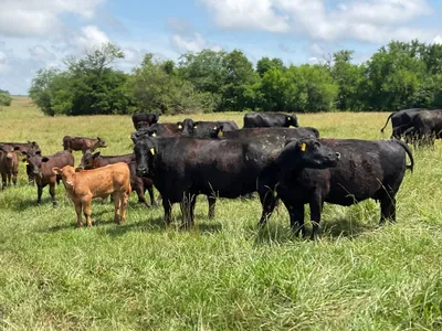 cattle listing photo