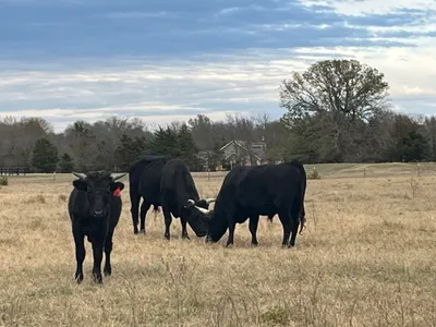 cattle listing photo