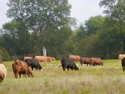 cattle listing photo